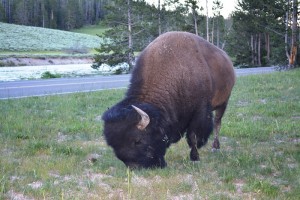 Bison from a "not safe" distance :)